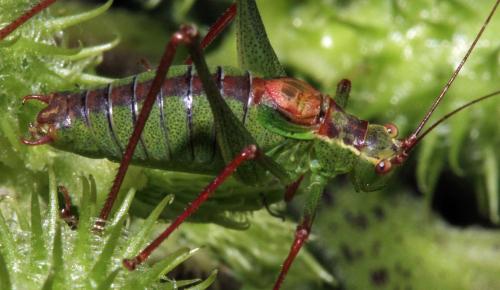Leptophyes punctatissima